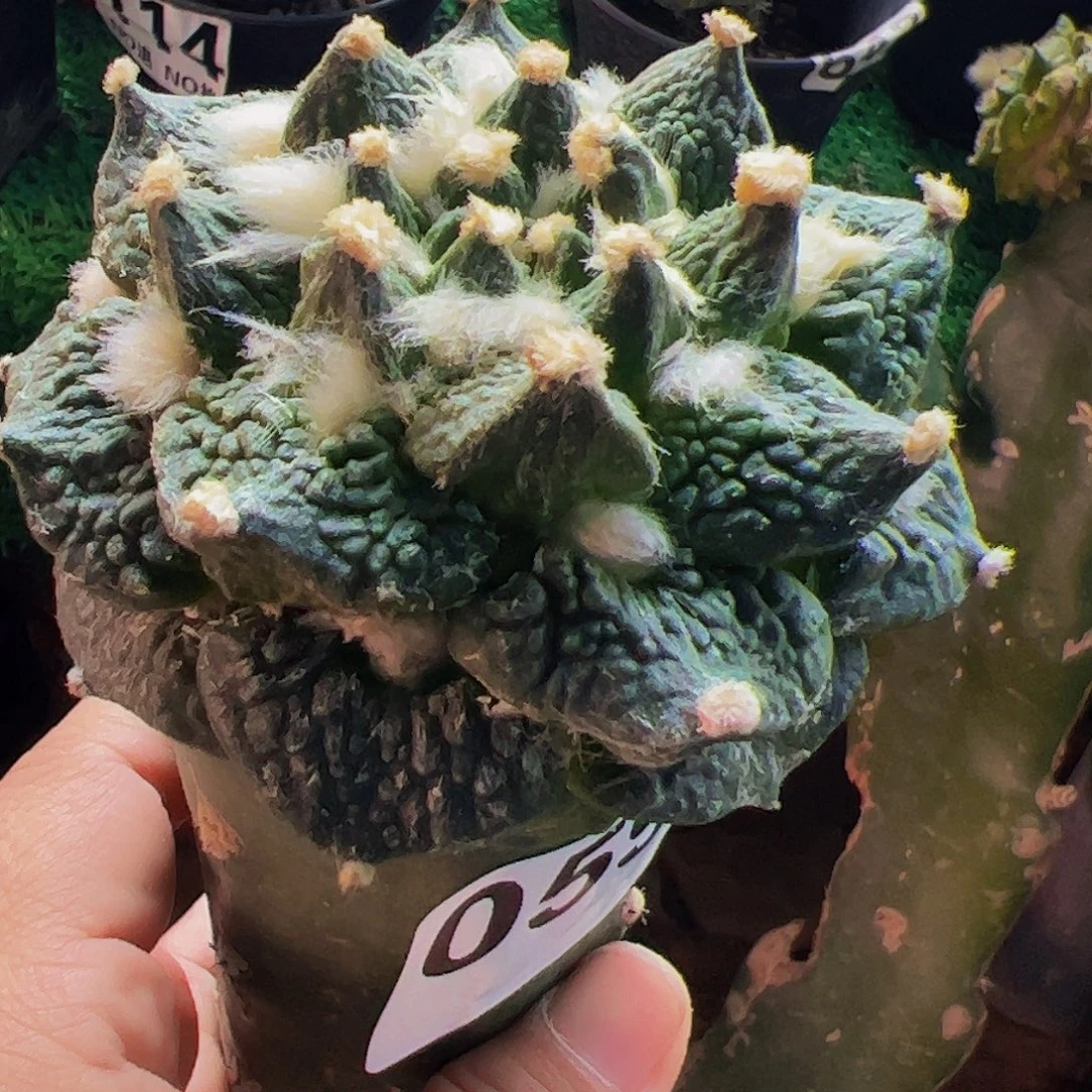 无花朵福利尖尤龟甲牡丹059