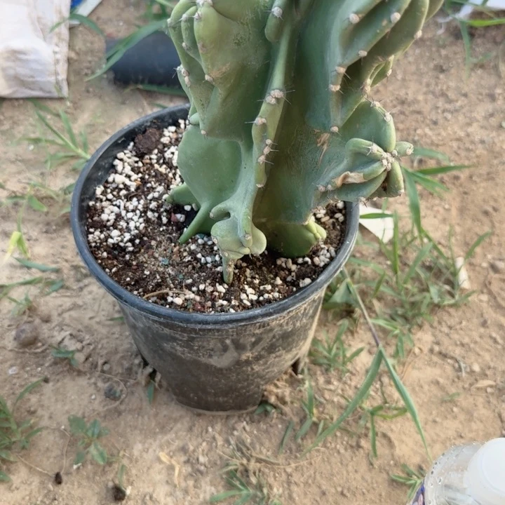 玉***当前无花栽培后可以开花象腿柱