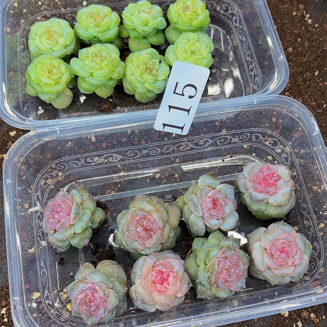 尐****多肉植物多肉植物115
