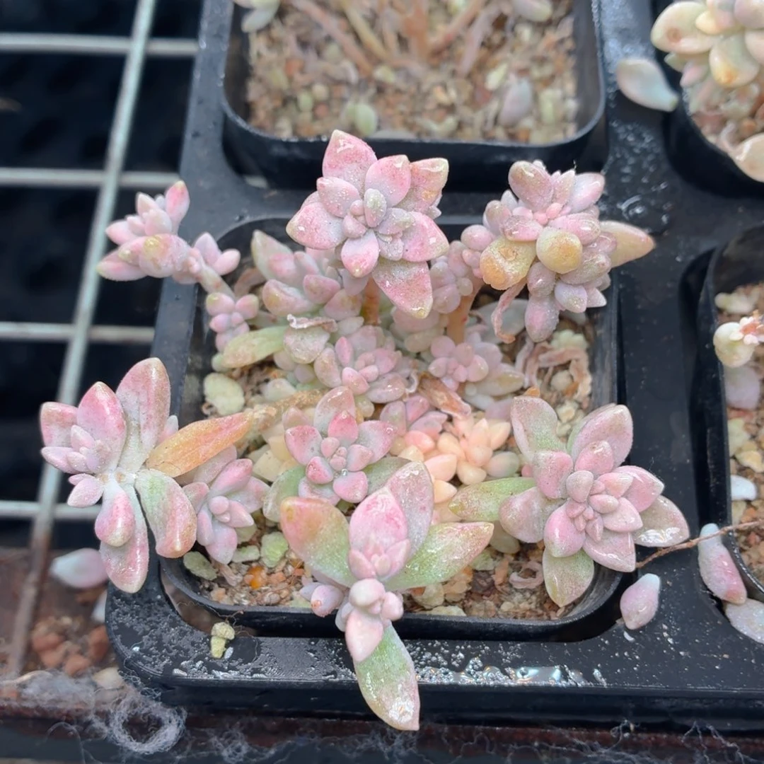 姬秋丽锦多肉9.9包邮发货