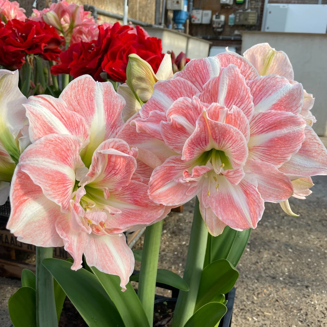 进口朱顶红大种球孔雀仙女/花仙子/荣耀女神复色多年生