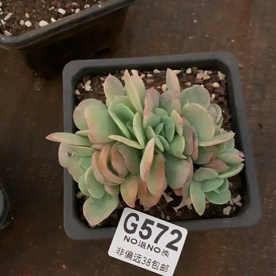 白桃朵朵572 全场默认微瑕7-8天发货