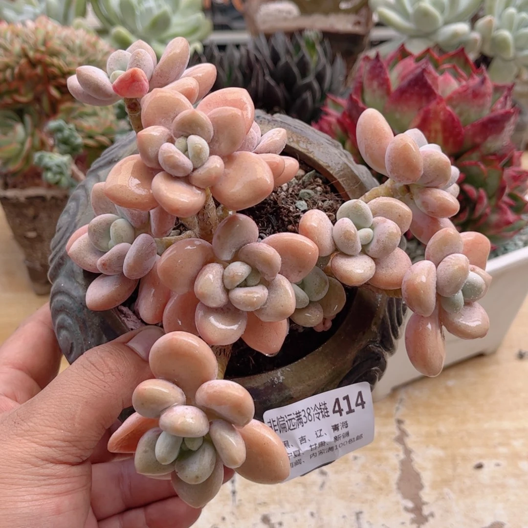 414香水洛神德华多肉