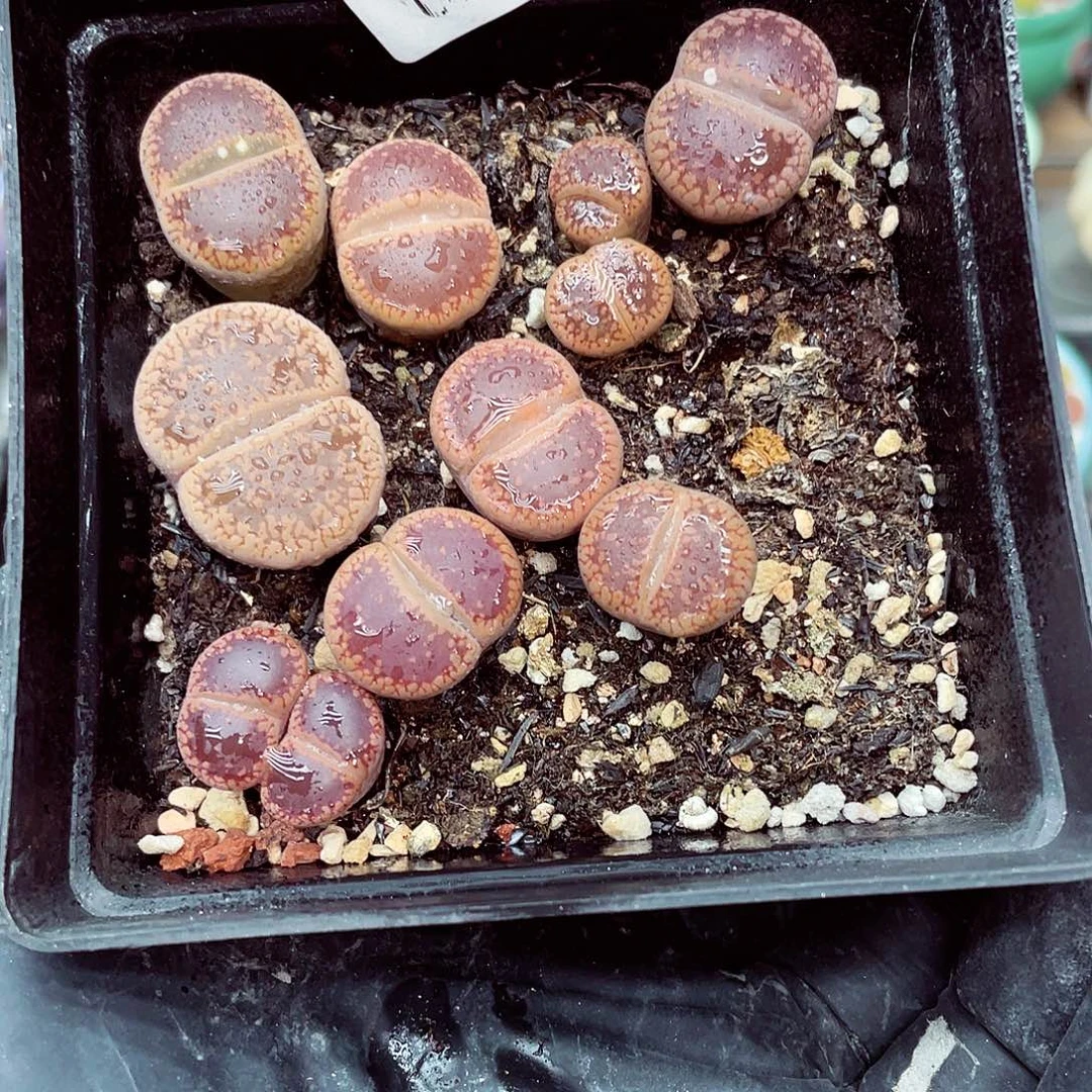 生石花满18包邮0922-57