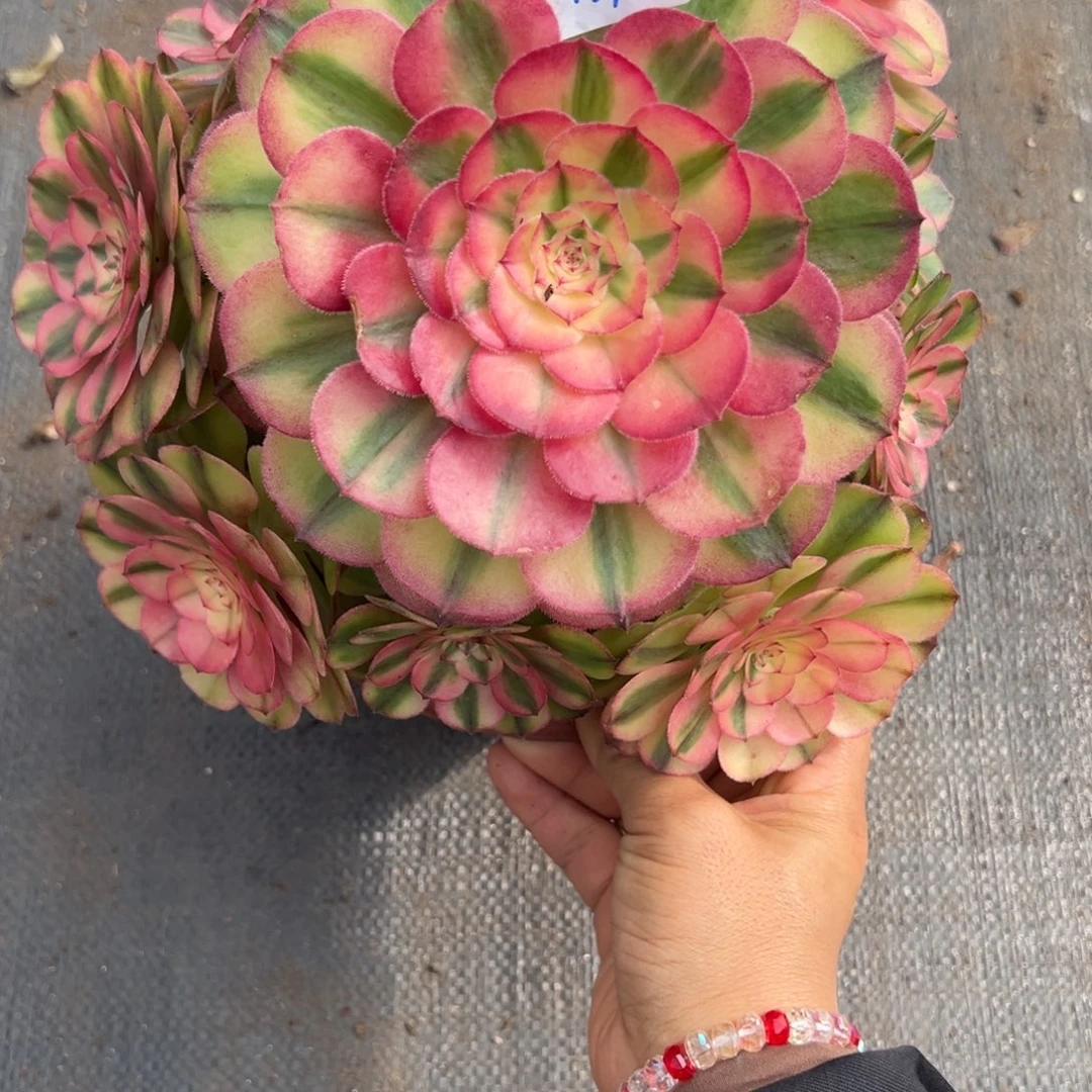 139黄荔枝多肉多肉多肉