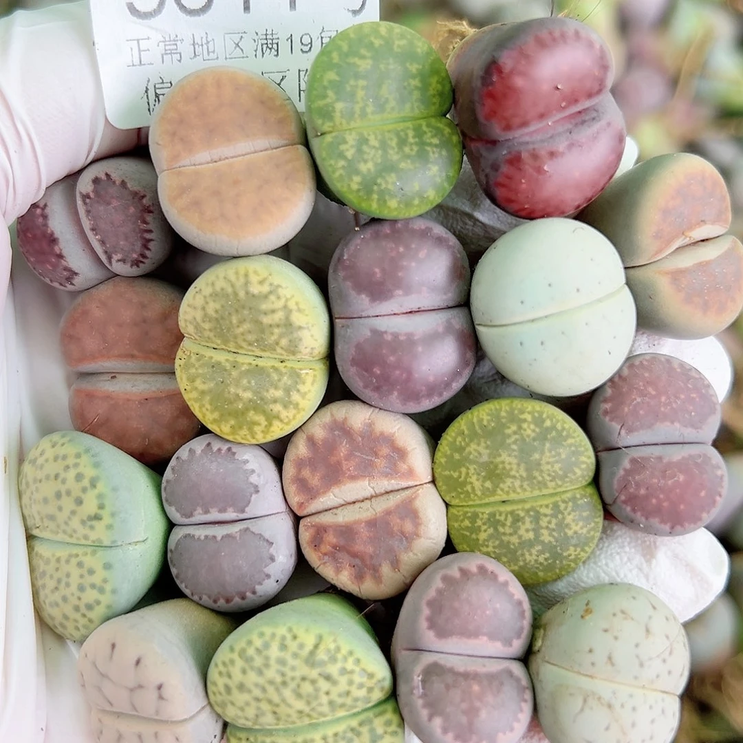 5611 好养易活生石花大母本18个