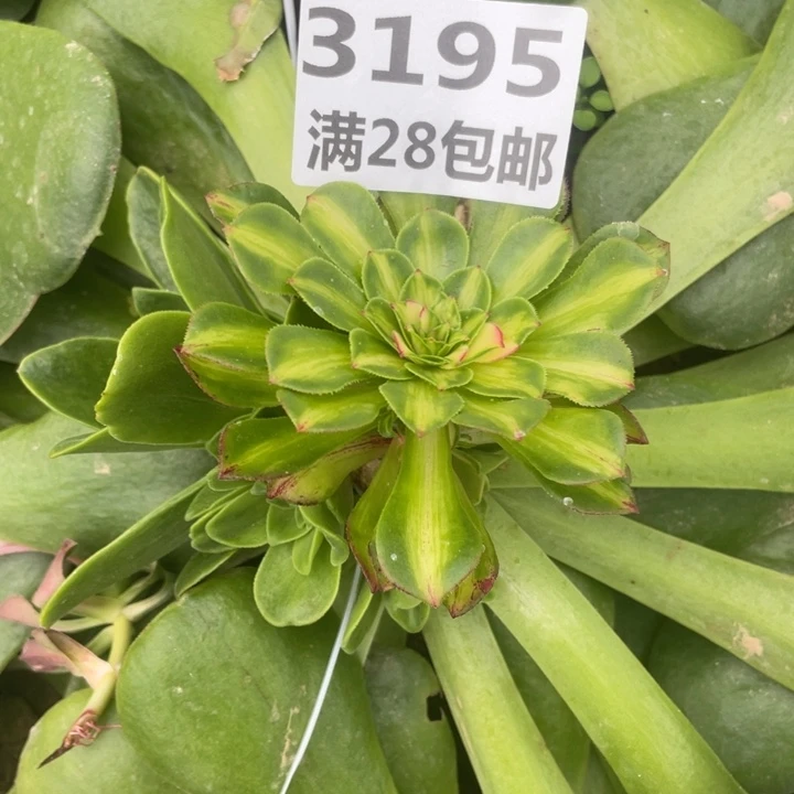 3195知否嫁接三号棚G