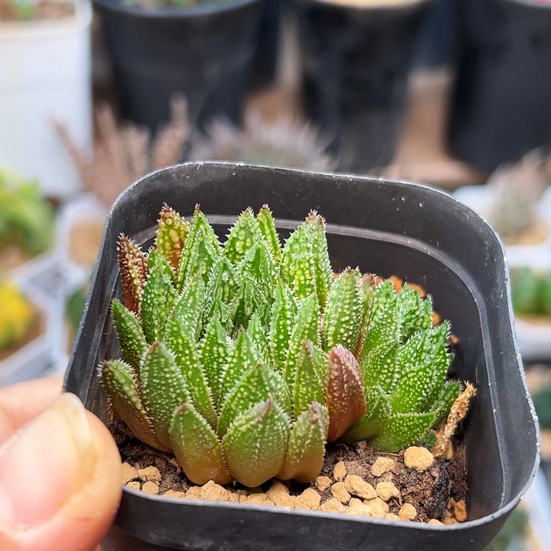 硬叶龙角双头一颗