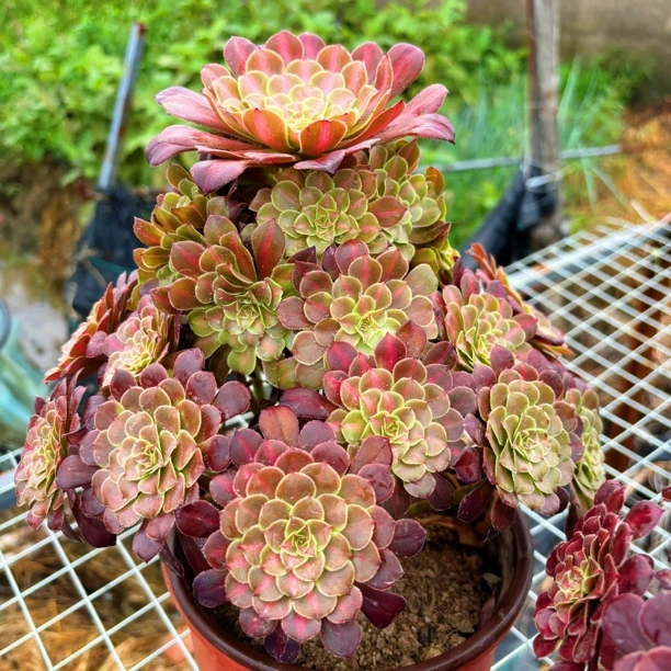 红铜壶中斑锦法师老桩多头老桩铜壶多肉植物基地直发室内外种植