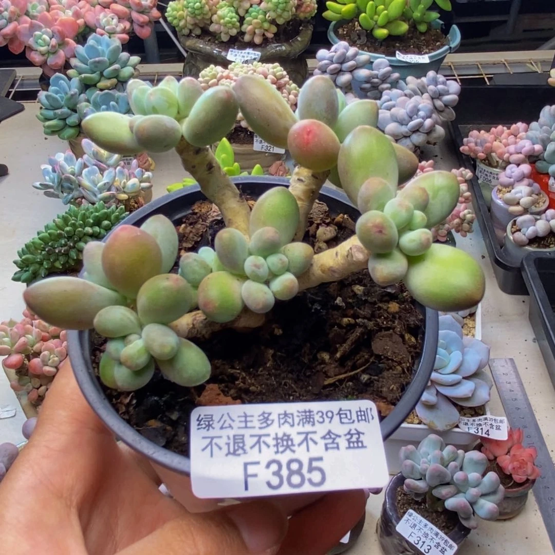 385苹果奶多肉7c m