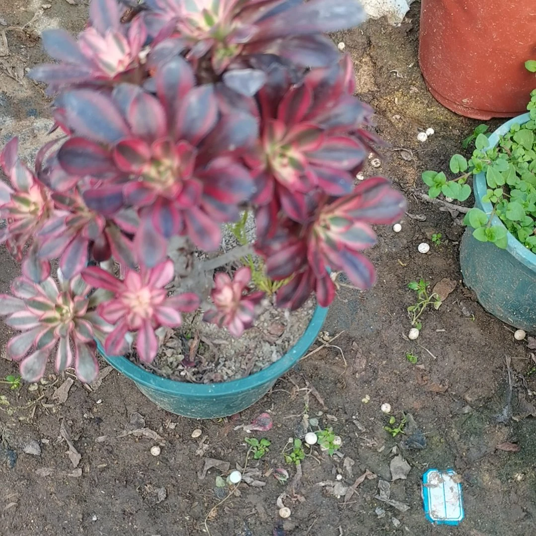 香奈儿多肉法师多肉58