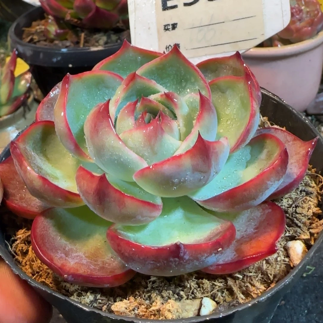 玫瑰惊鸿一物一拍包装收缩花旱590