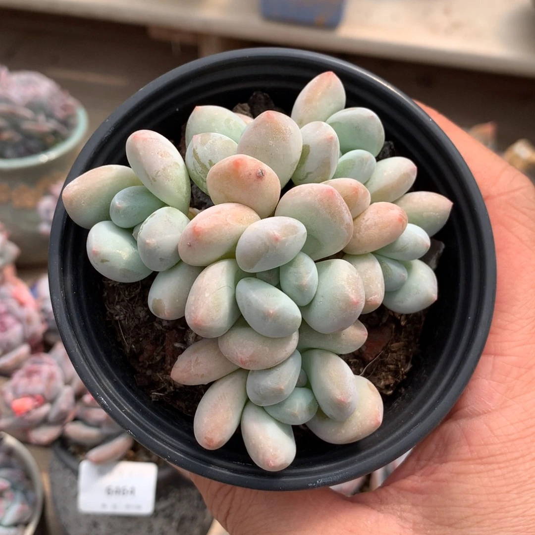 6466香水多肉一颗7.5厘米