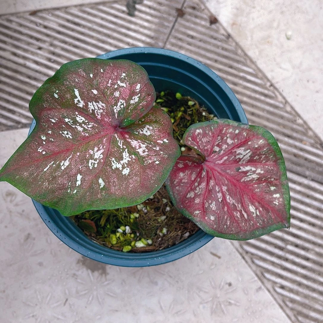 完全开放泰彩一物一拍767