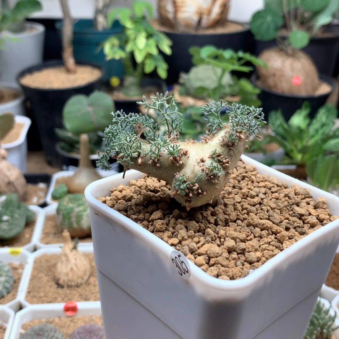 白皮月界带盆发货