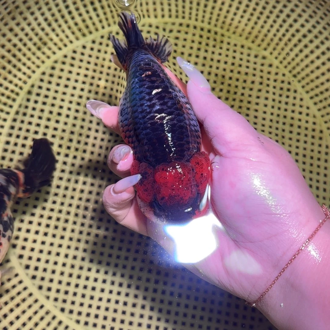 金鱼1⃣️运费到付顺丰到付