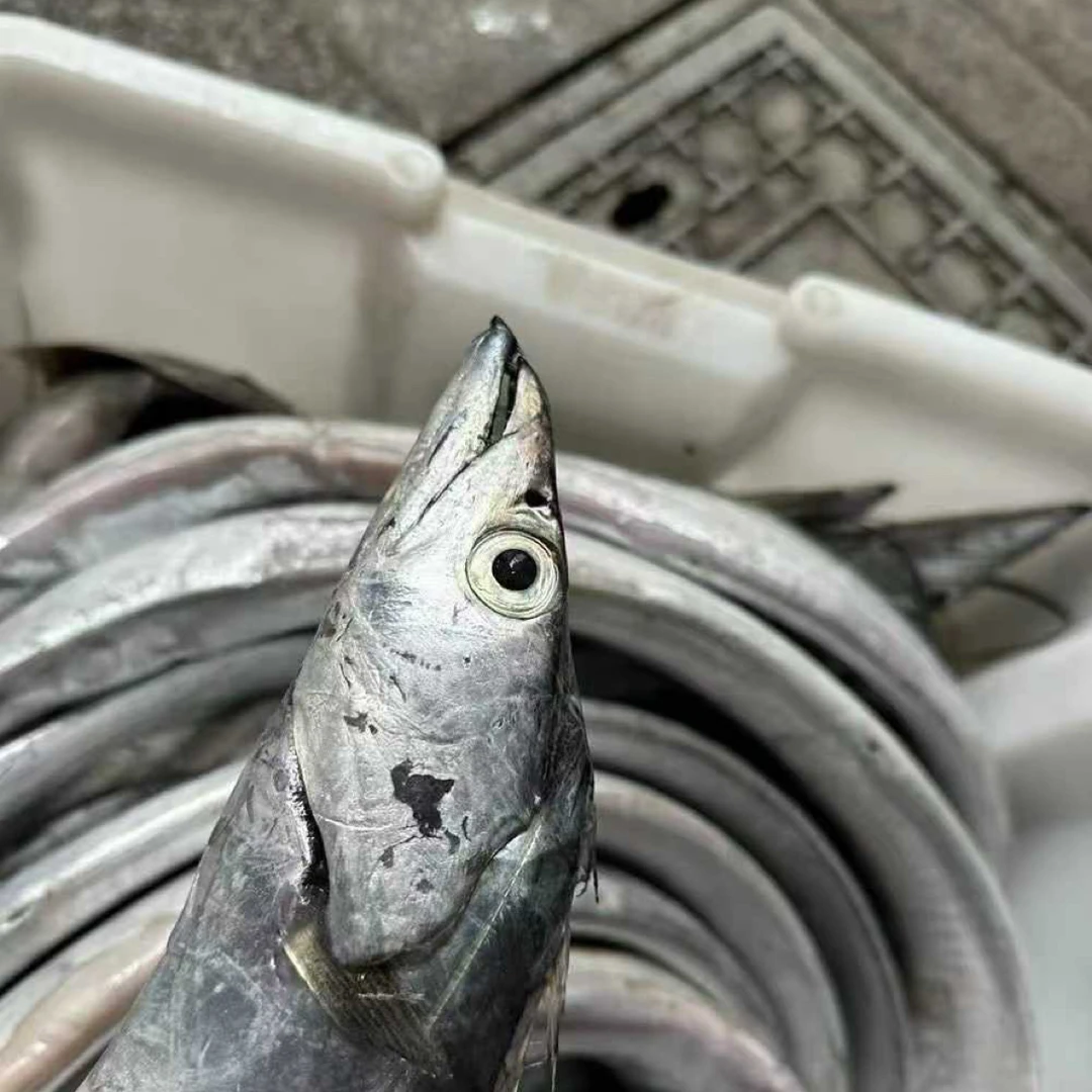 新鲜东海小眼睛带鱼整条