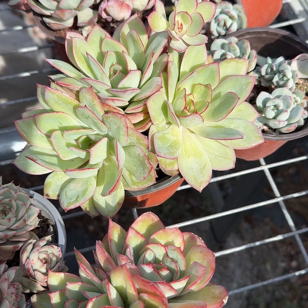 牡丹亭多肉植物精品