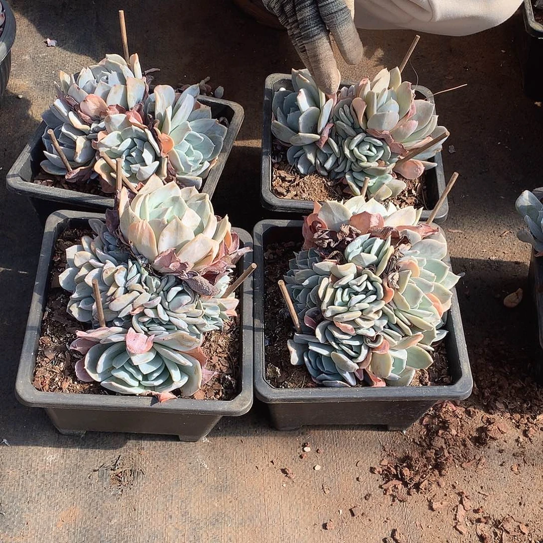 雪特15米  一颗年底福利