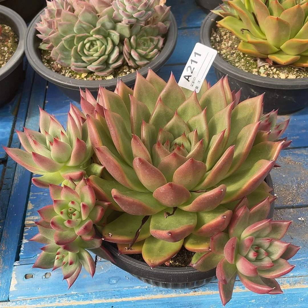 若如东云筐拍A211