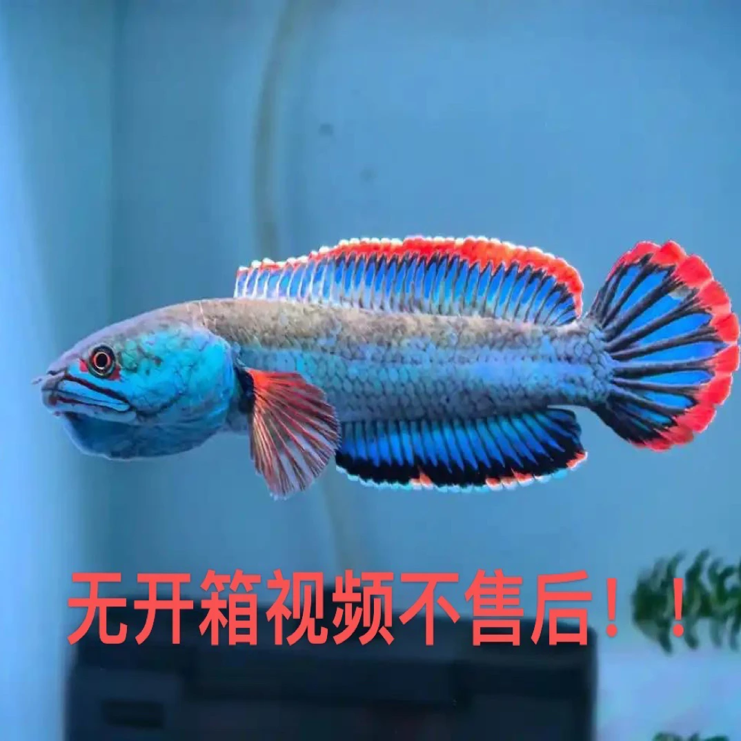 新手玩状态推荐血斑一型、互动好不爬缸，简称雷龙界疯狗