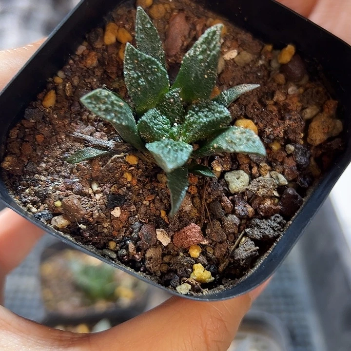 实生哥斯拉龟甲牡丹3.8公分