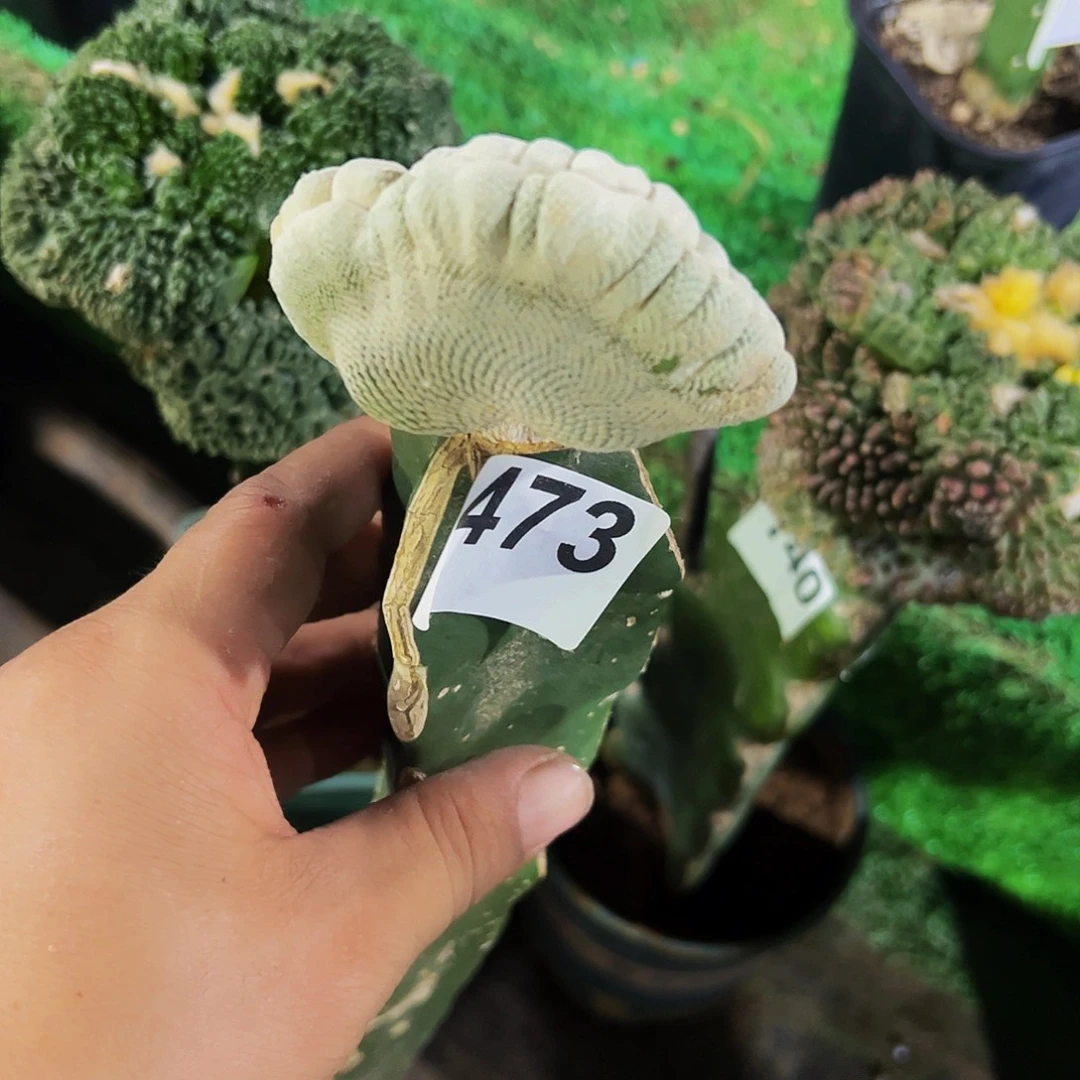 无花朵福利小人帽缀化473
