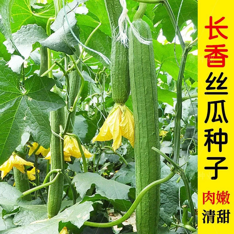 【全店任选满5包/包邮】长香丝瓜种子