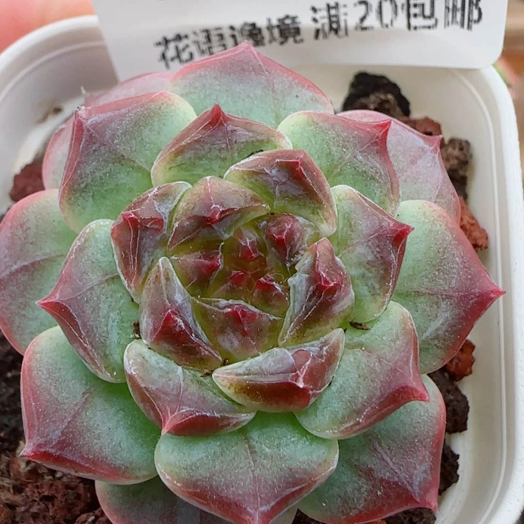 花语逸镜0926-47冰魄