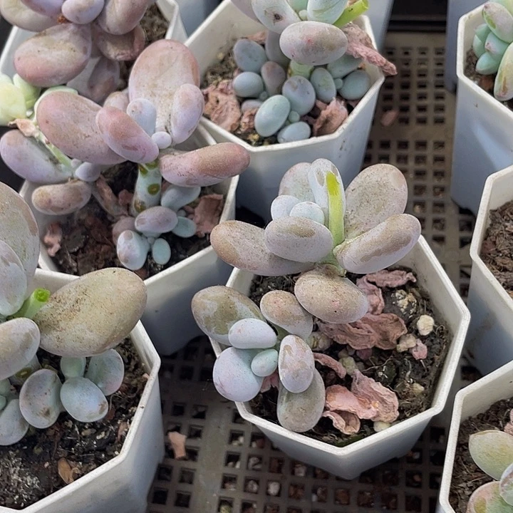 八角盆大奶酪带盆土发