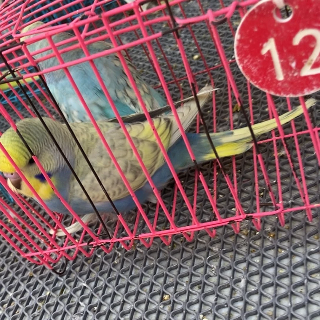 迪***考虎皮鹦鹉虎皮鹦鹉