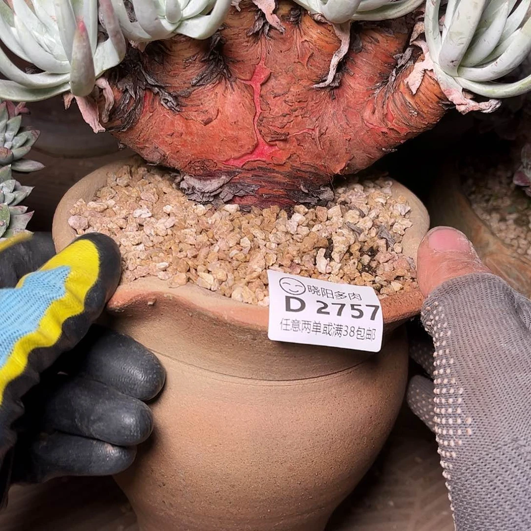 2757爱瑞思仙女杯多肉