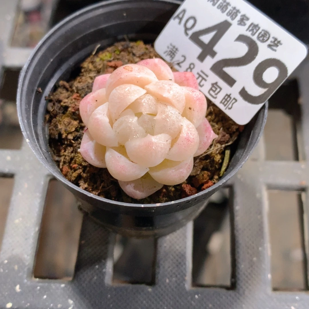 肉萌萌5cm拇指盆多肉AQ429