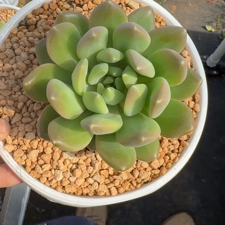 冰河世纪 单头 一物一拍
