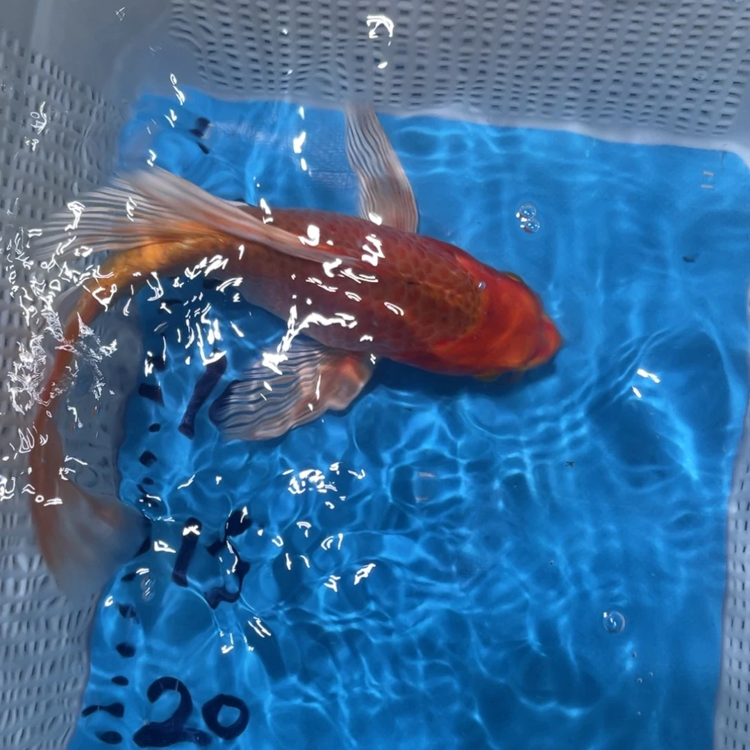 锦鲤蝴蝶锦鲤包邮包邮