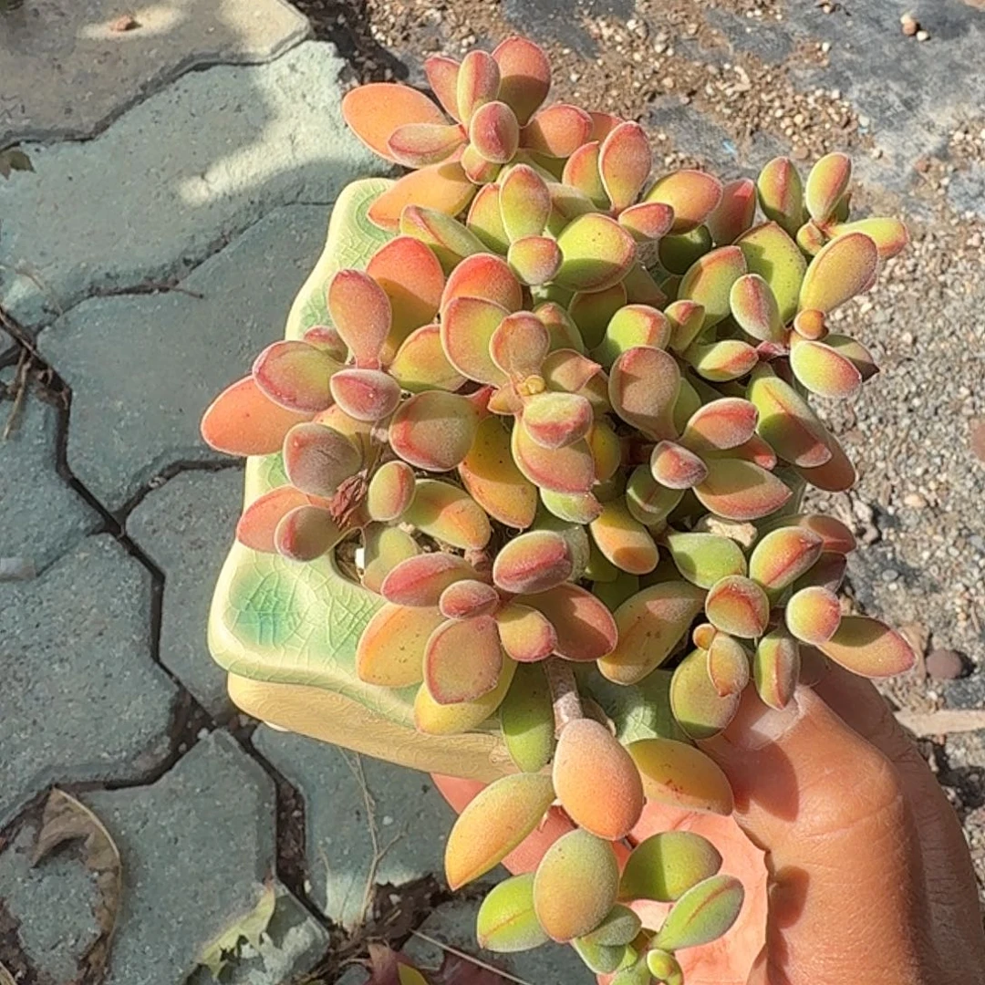 歌若是多肉带盆多肉植物