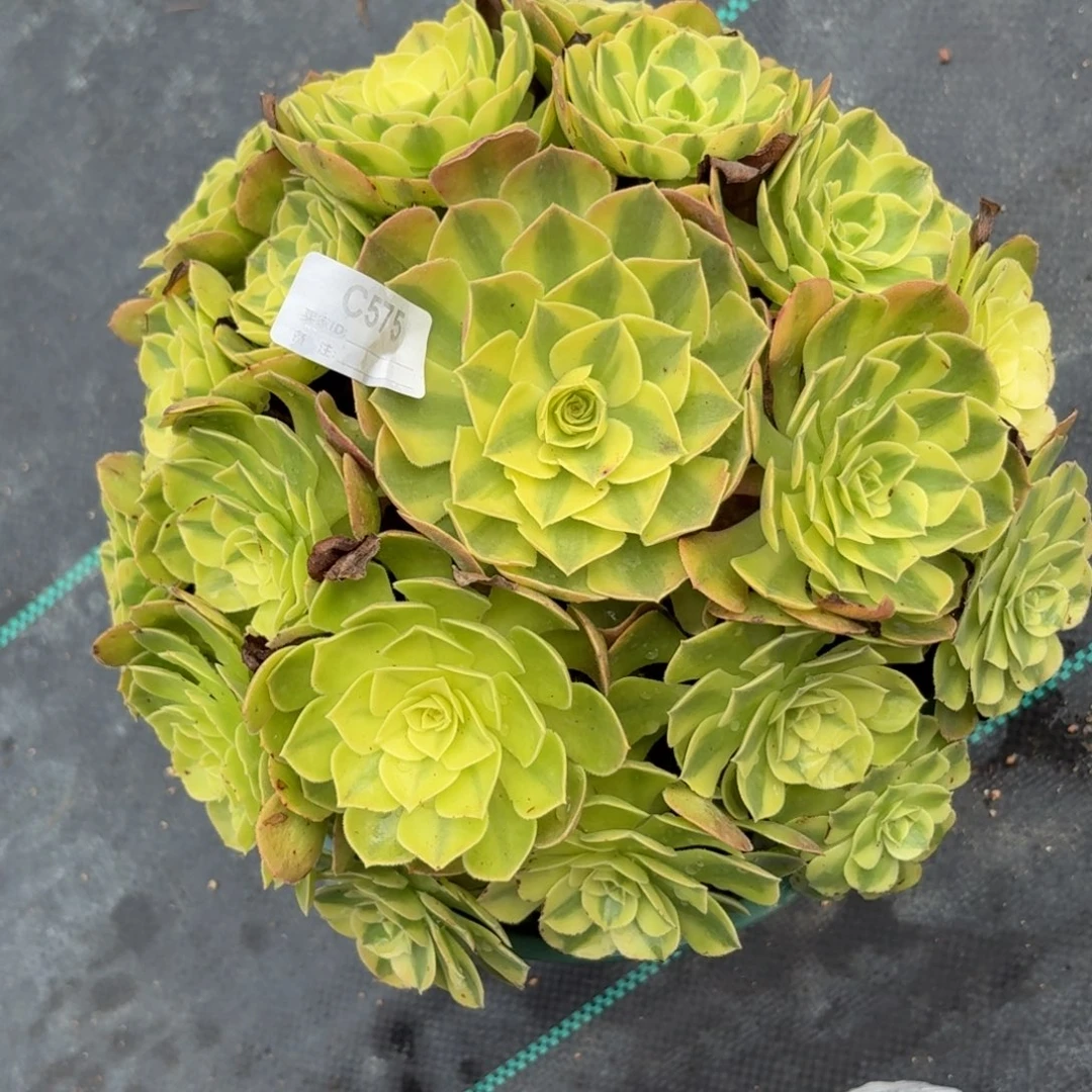 575雨河多肉植物发货
