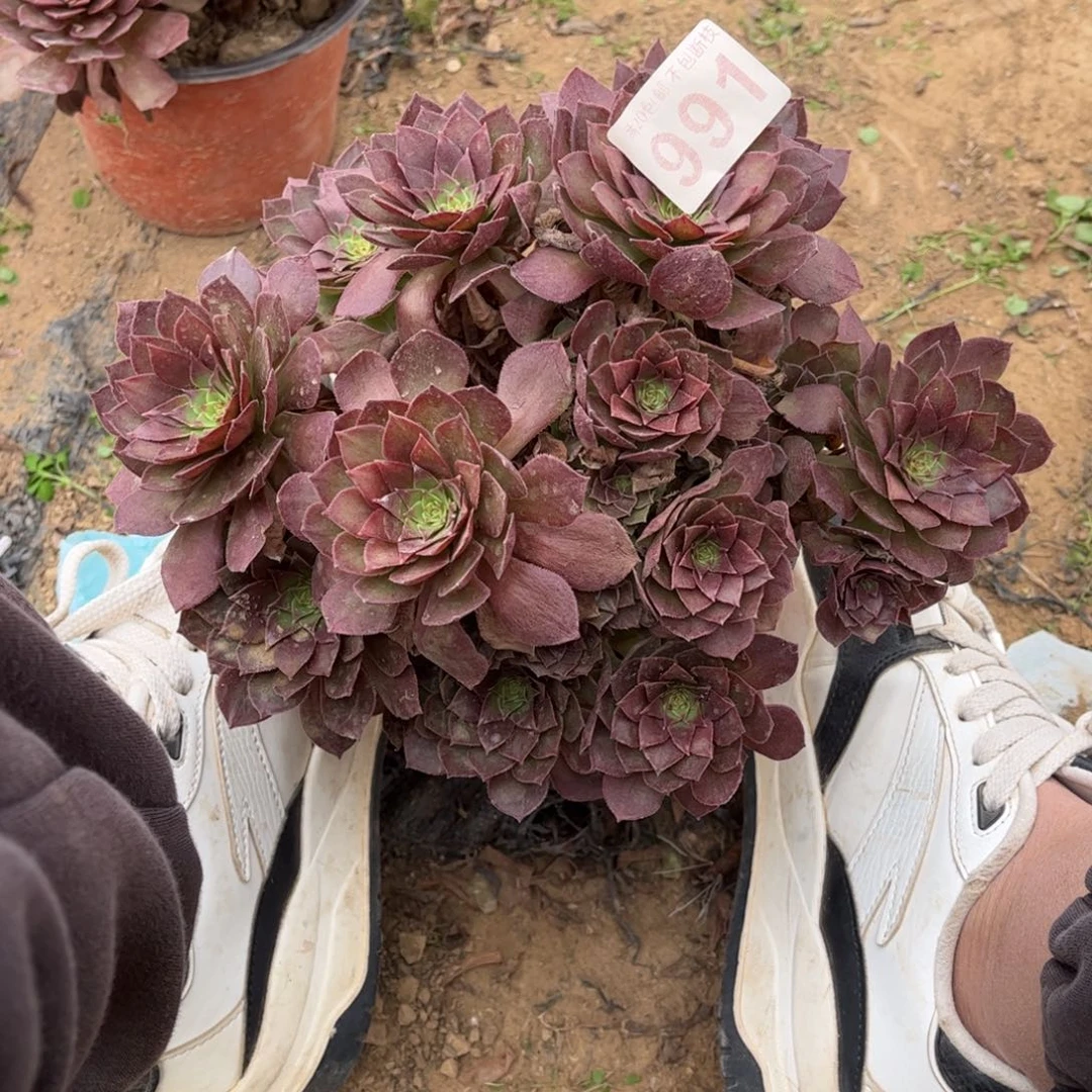 红魔991不包断枝的