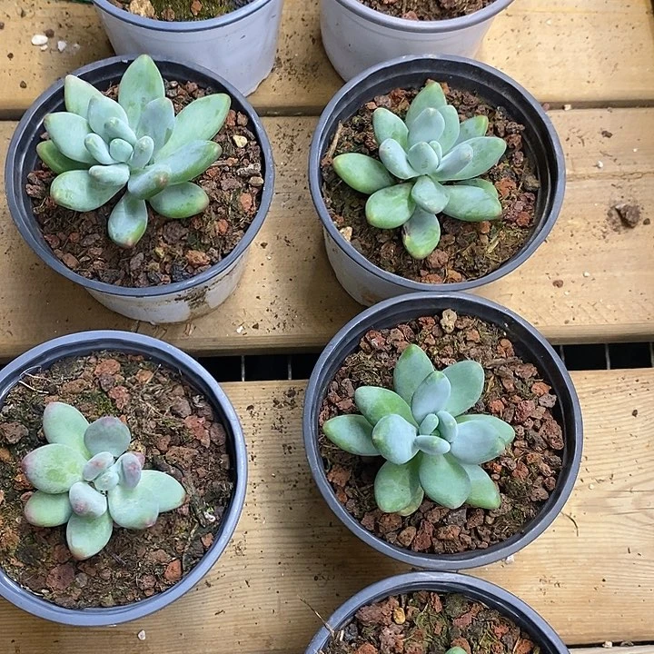 团 白兰地 福利多多