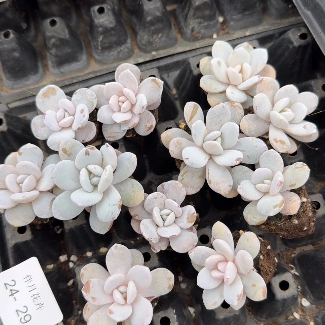 雪莲十棵量拍发货24-29