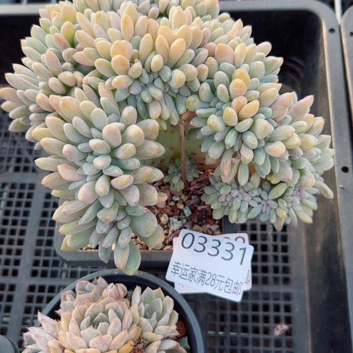 幸运儿是个好孩子呀哈哈好