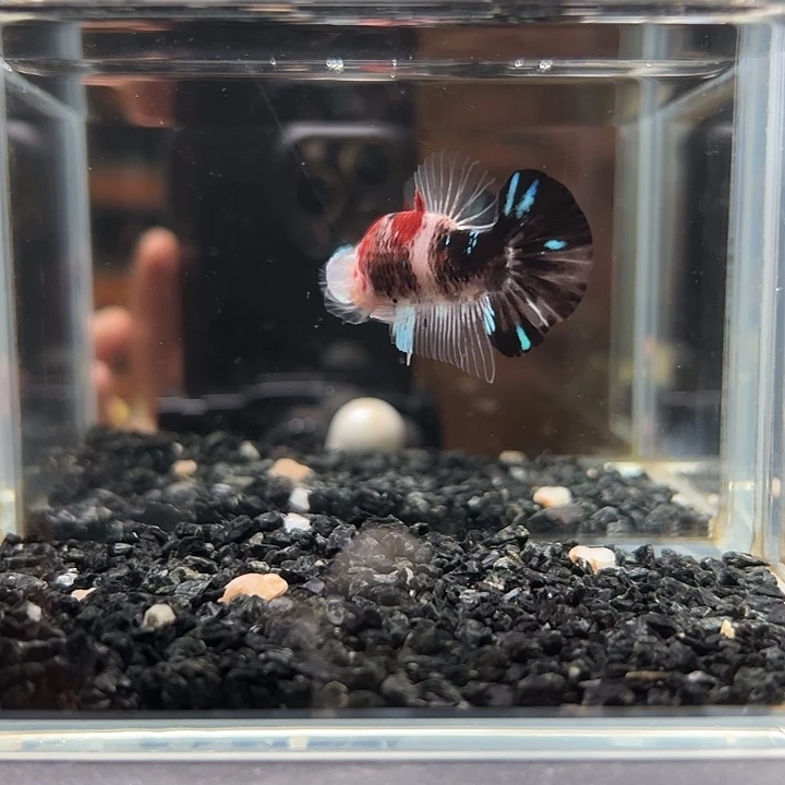 斗鱼竞拍跑单拉黑12日89