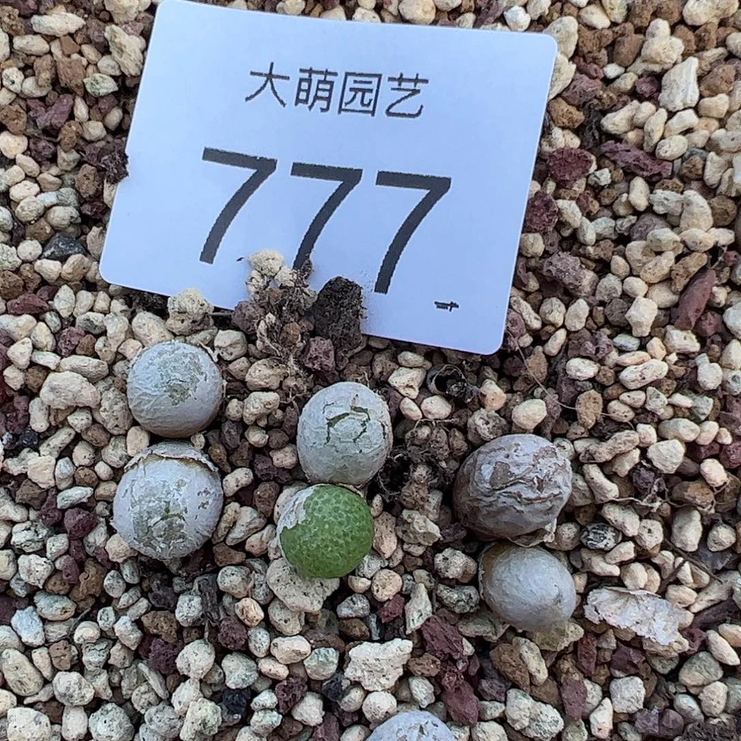 0000777量拍母本双头玉米1颗