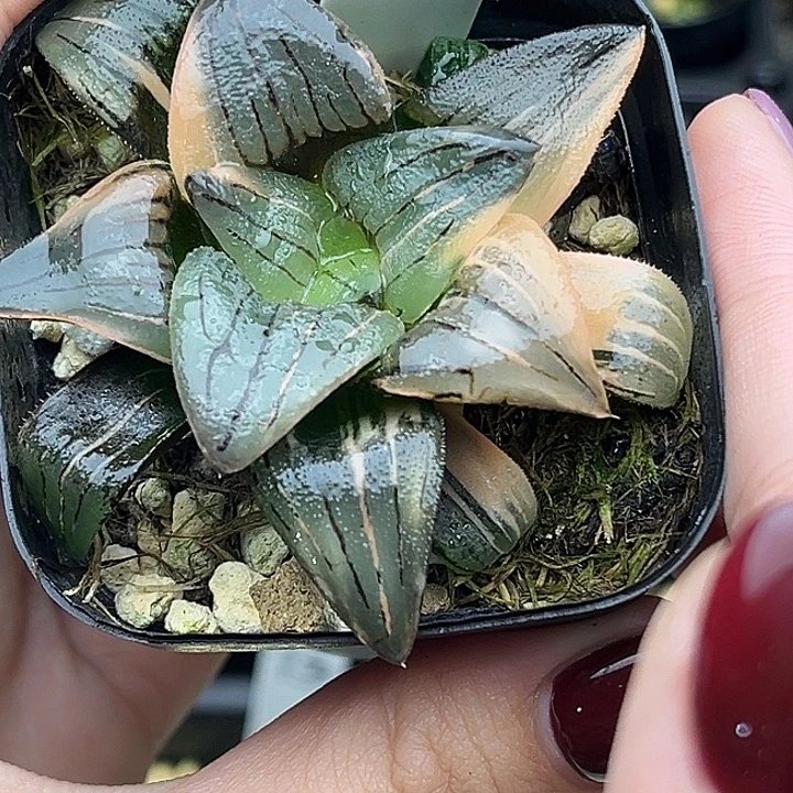 76红纹寿锦头家多肉十二卷