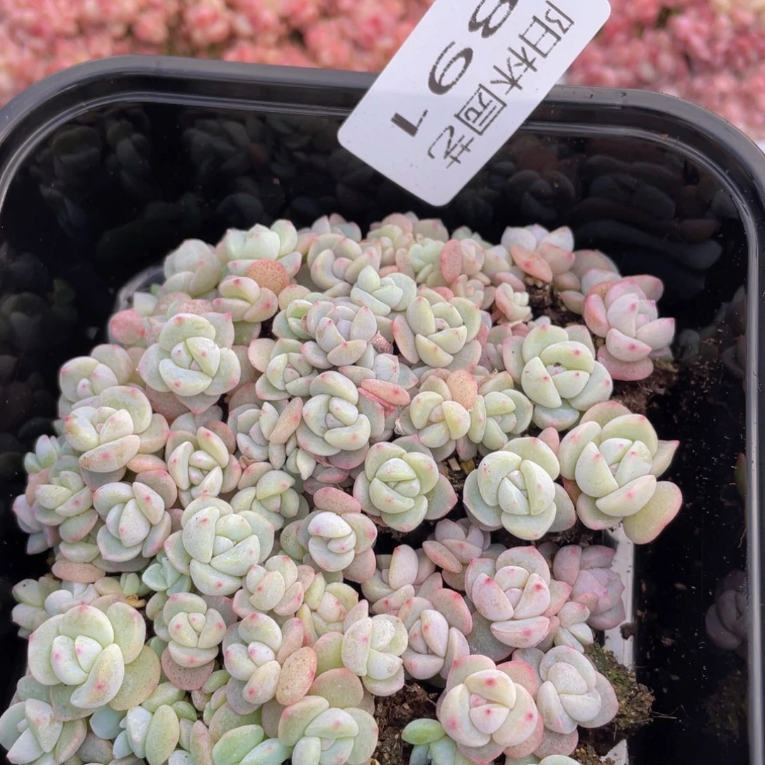 多肉植物多肉植物891