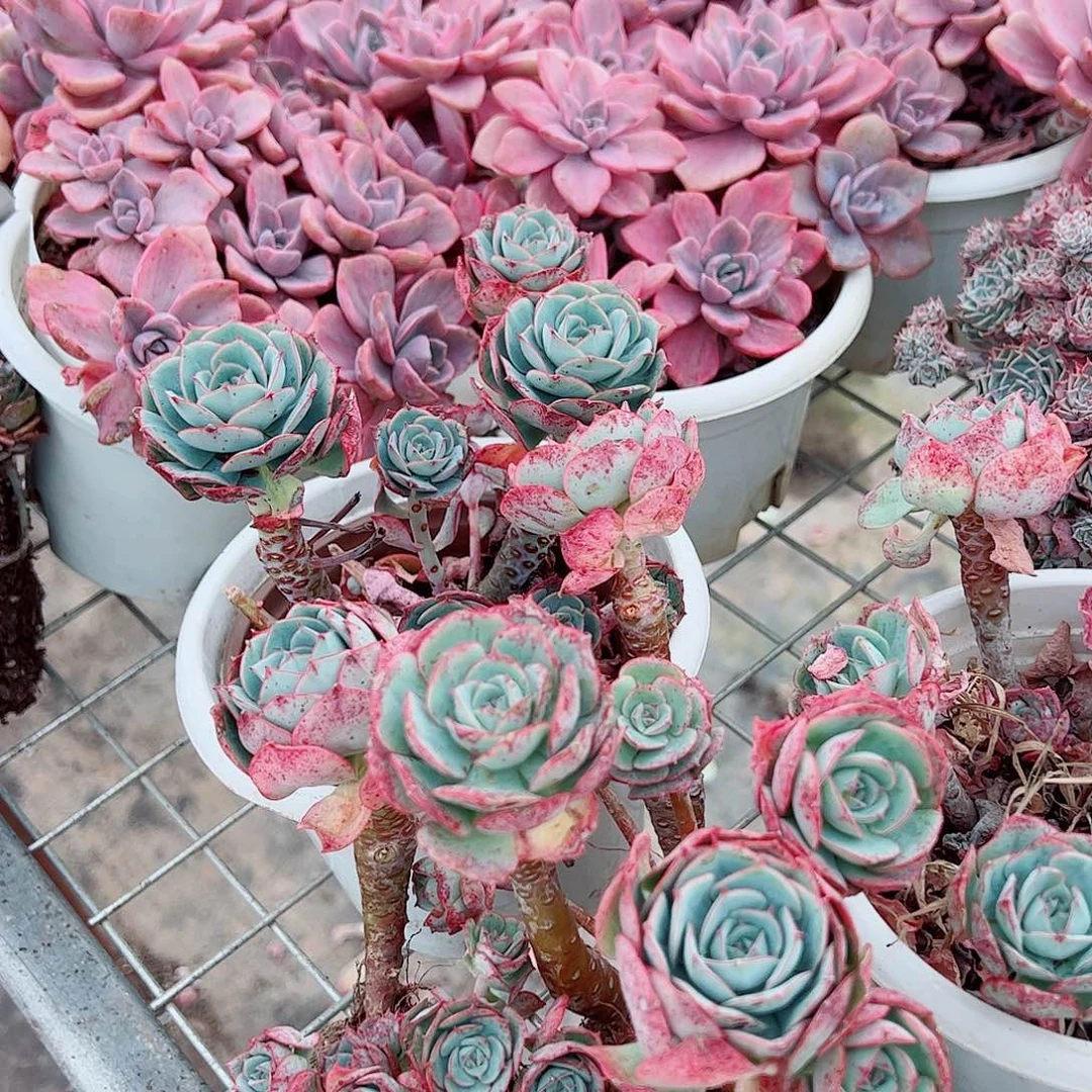 克罗地亚玫瑰多头造型精品二盆