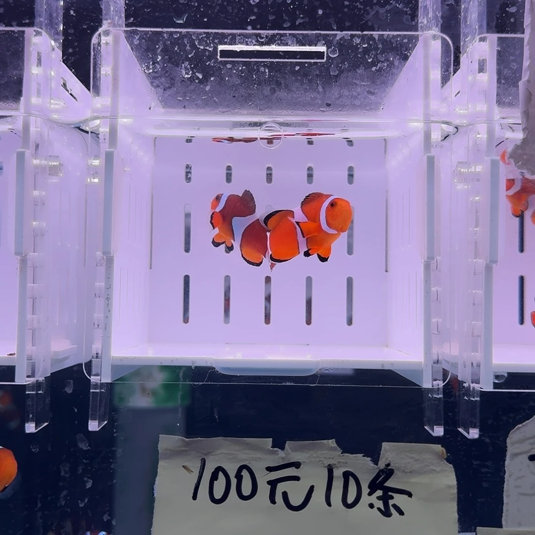 海水鱼4 .5精品黑边公子一对黑边