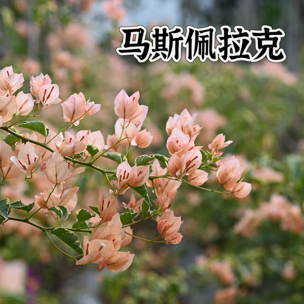 【马斯佩拉克】三角梅袋苗基地直发新品种稀有品种四季勤花
