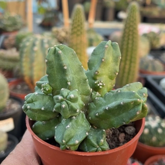 当前无花栽培后可以开花桃太郎