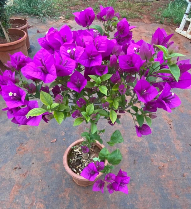 带花带盆发货云南紫三角梅盆栽南北方均可种植好养佳品